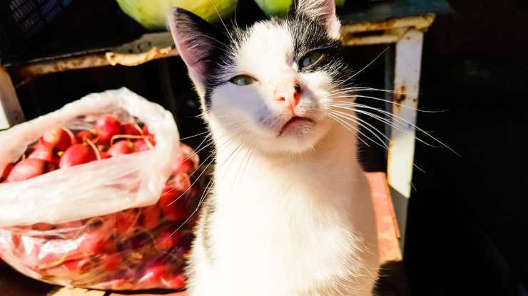 gato con rábanos los gatos pueden comer rábanos