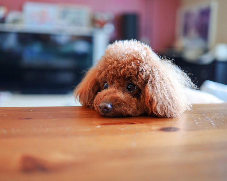 El perro puede comer kéfir. El perro puede comer kéfir.