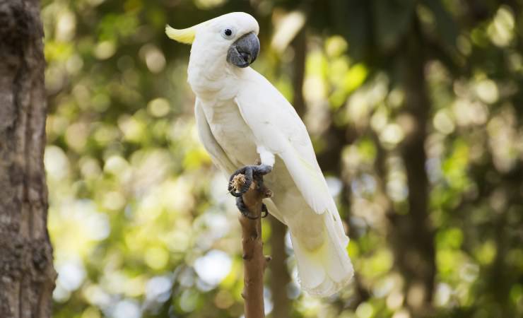 cacatúa