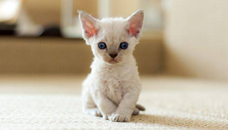 Devon Rex entre las razas de gatos fieles