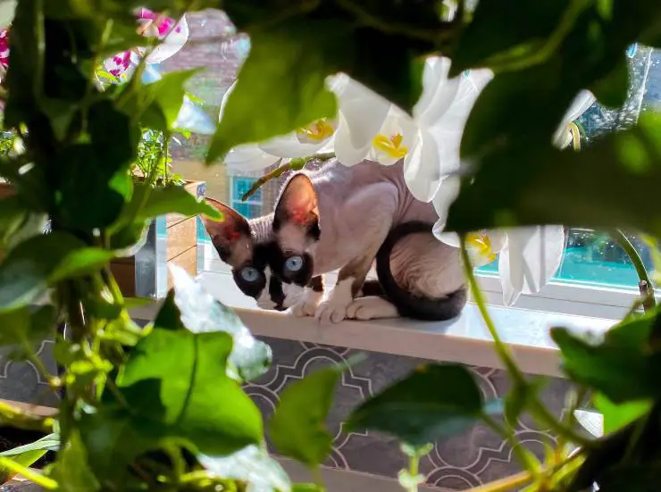 devon rex