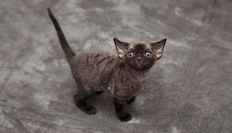 Devon Rex