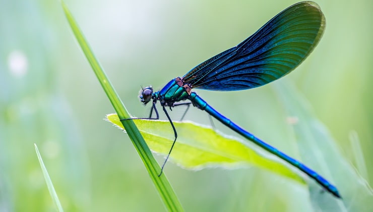 libélula colorida