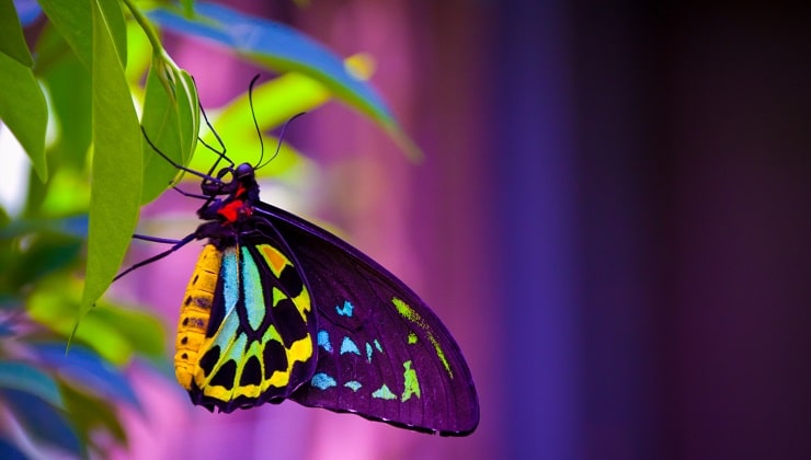 colores animales