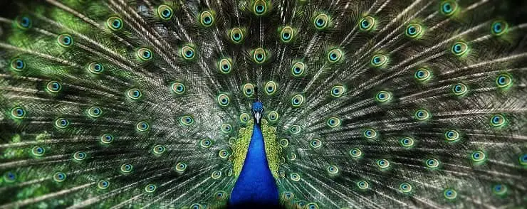 animales coloridos