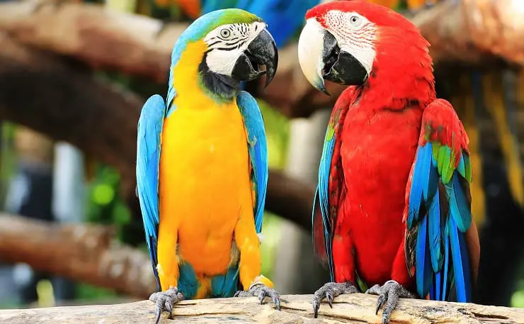 par de loros guacamayos