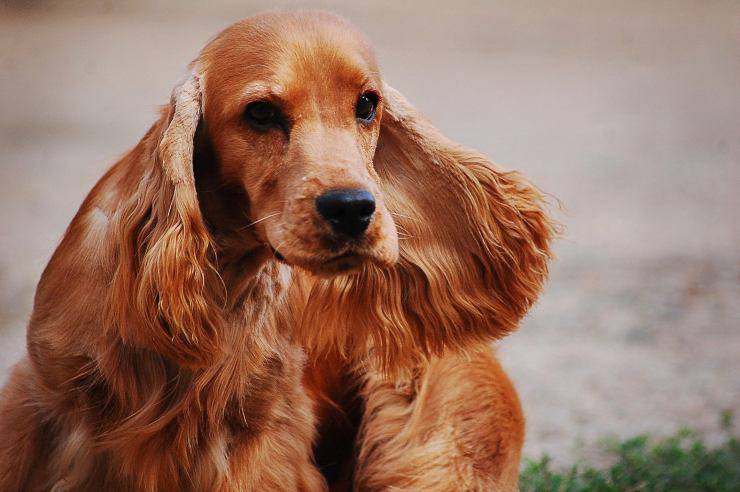 Razas de perros de rescate por terremotos