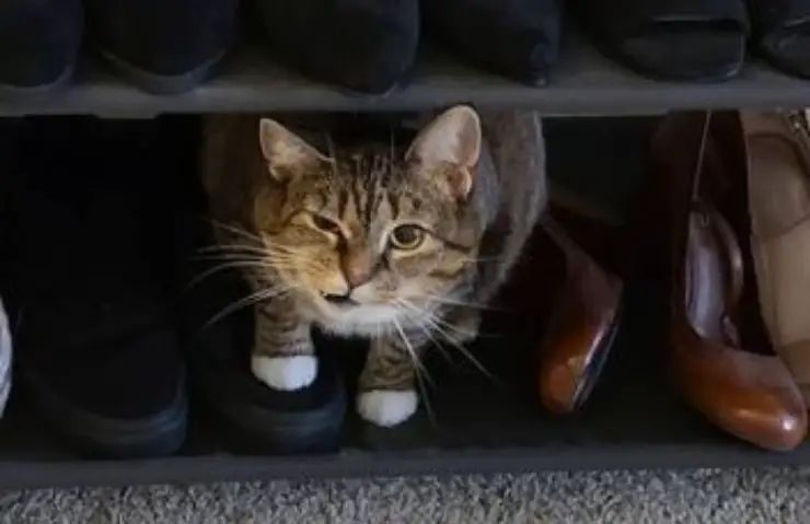 Hocico de gato Guiño asimétrico