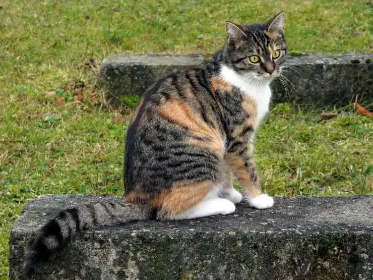 gato tricolor