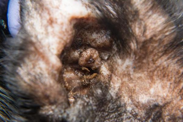 Malassezia en gatos: síntomas y tratamiento - Síntomas de malassezia en gatos
