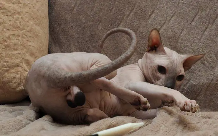 gato desnudo