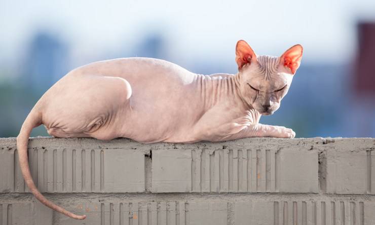 gato desnudo
