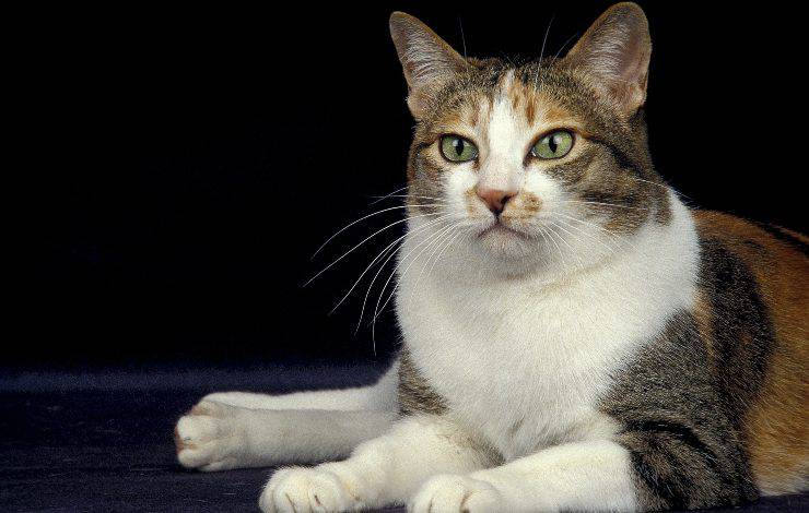 Gato bobtail japonés