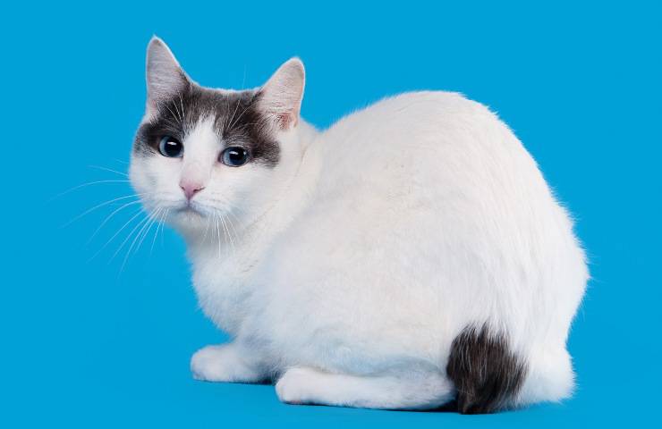 bobtail giapponés