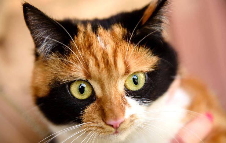 Bobtail japonés