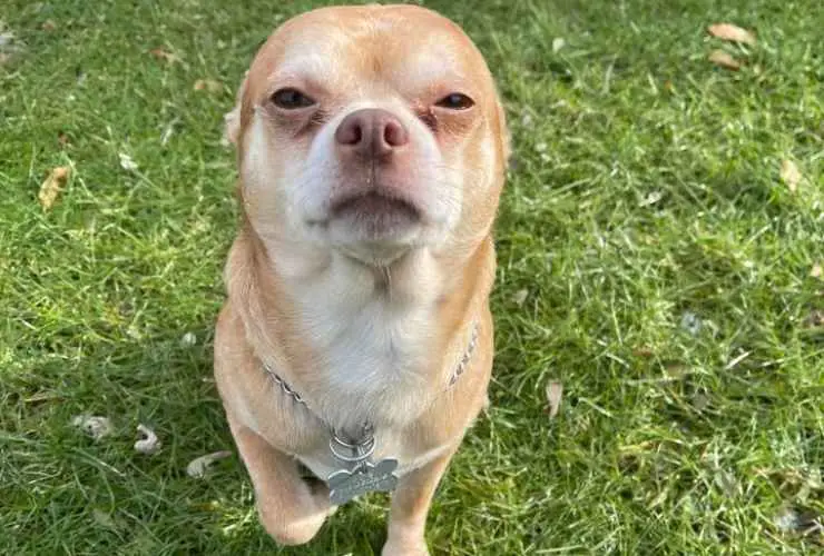 Adopción del perro Prancer