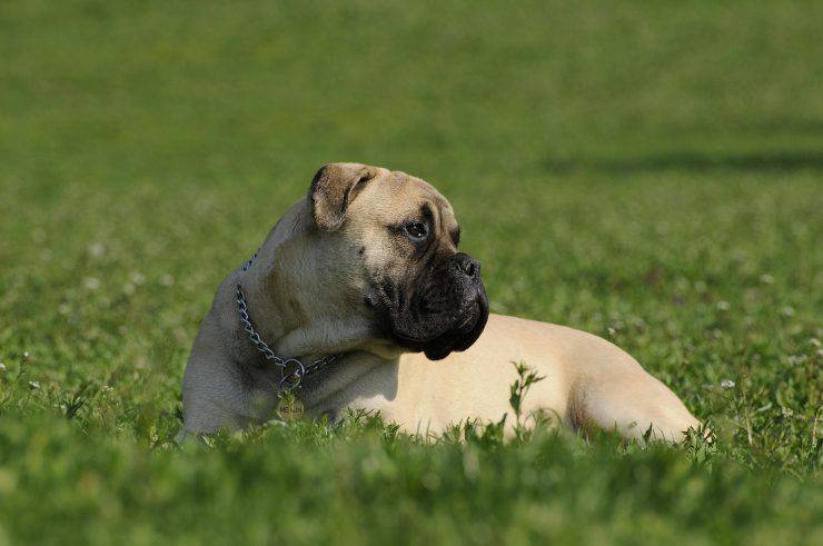 Perro en la naturaleza