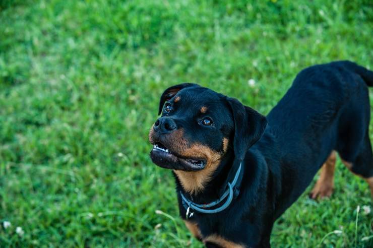 Razas de perros que toleran mal a los extraños