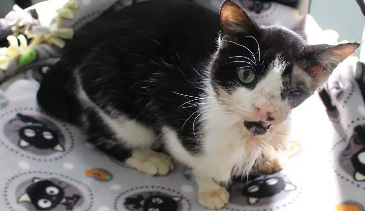 Bart Cat Resurrected Funeral New Life