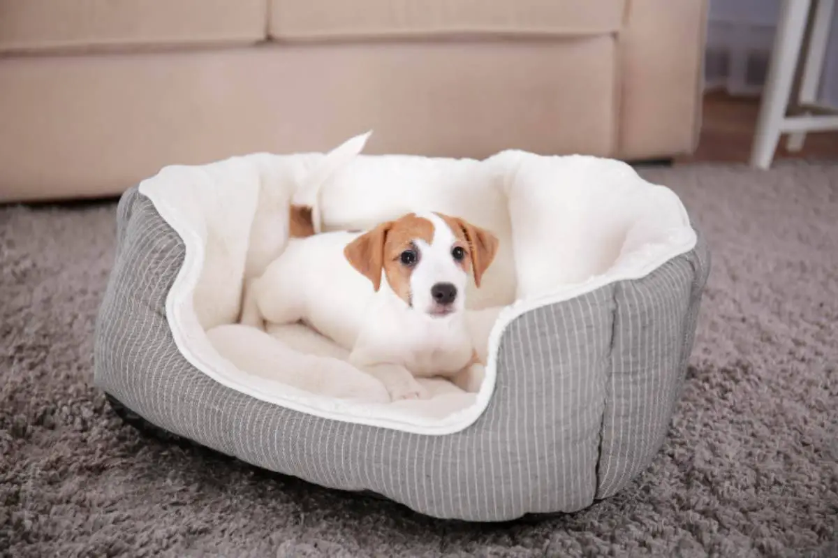 Porque el perro cava en la perrera antes de irse a dormir