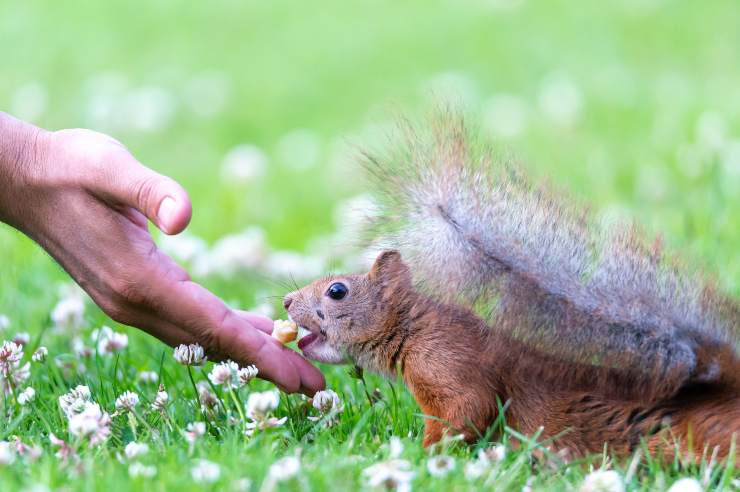 Cuidando a una ardilla