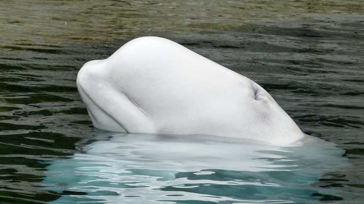 Beluga en el acuario (Foto Pixabay)