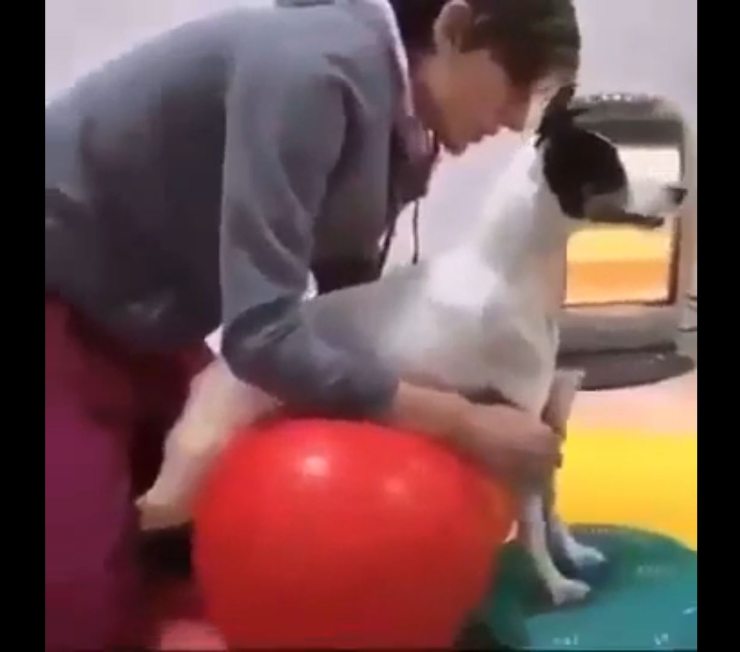 perro aprende a caminar video