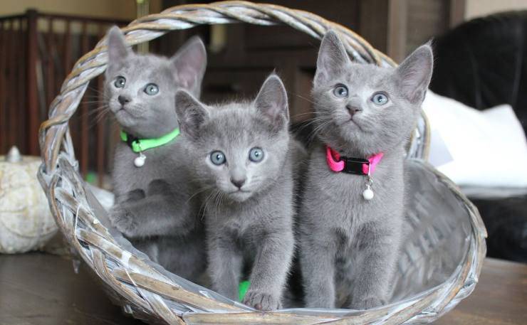razas de gatos especiales gatitos azul ruso