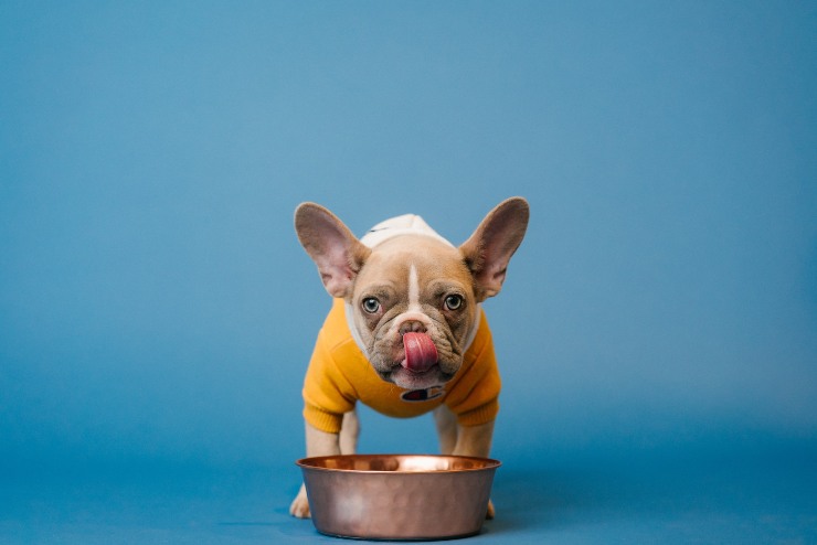 La dieta del perro