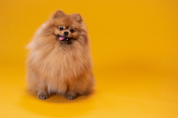Fido y nutrientes esenciales