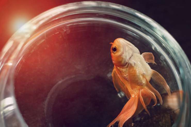 pescado rojo