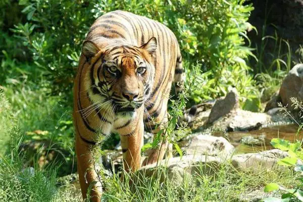¿Dónde vive el tigre? ¿Dónde vive el tigre de Sumatra?