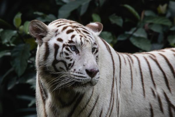 Donde Vive El Tigre Vida Con Mascotas ️ 4919