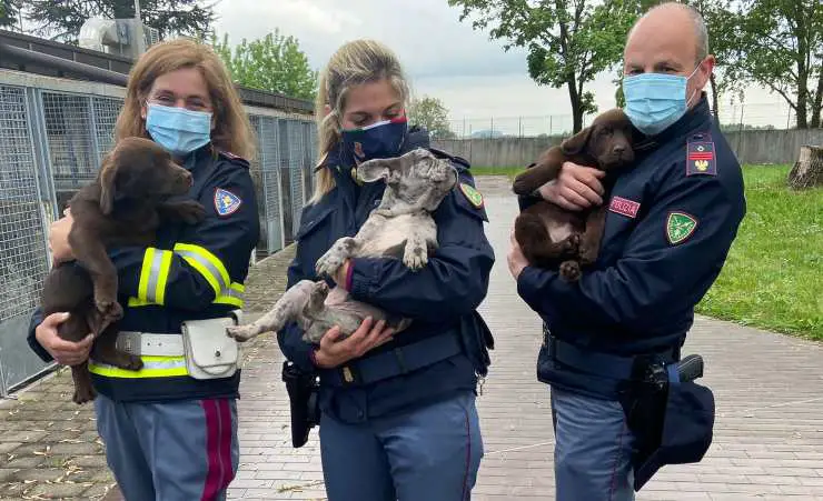 36 perros de la furgoneta de la policía