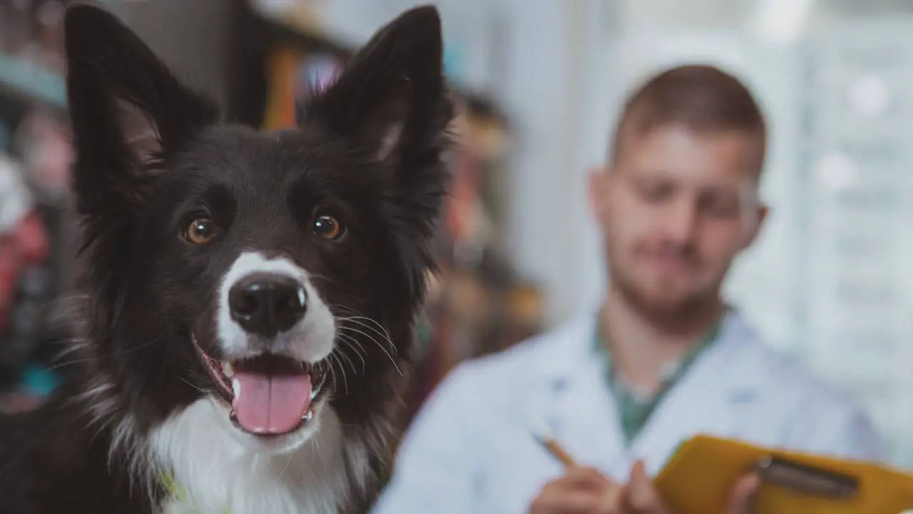 Registro de perros de Sicilia