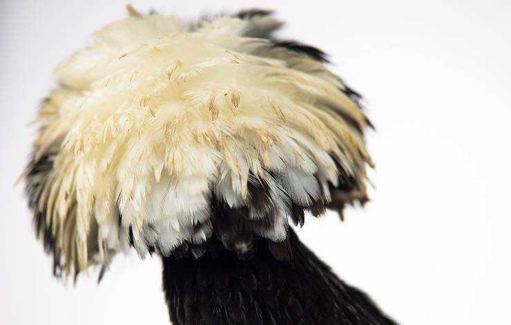 Gallina holandesa o polaco