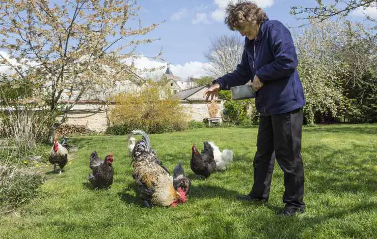 gallinas pastando