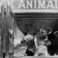 veterinarios de principios del siglo XX