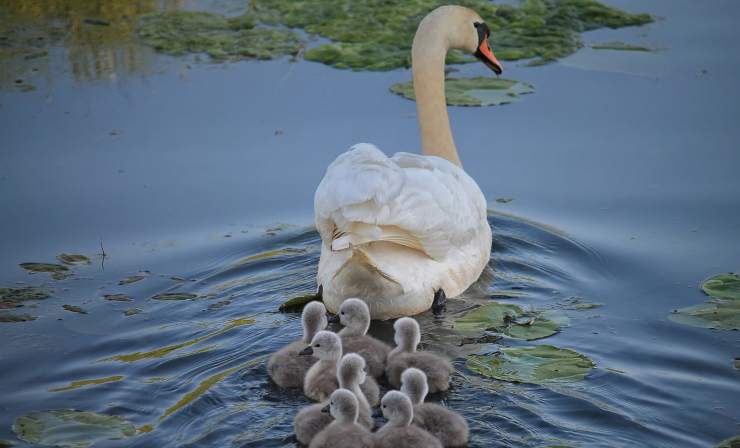 Cisne con sus crías (Foto Pixabay)