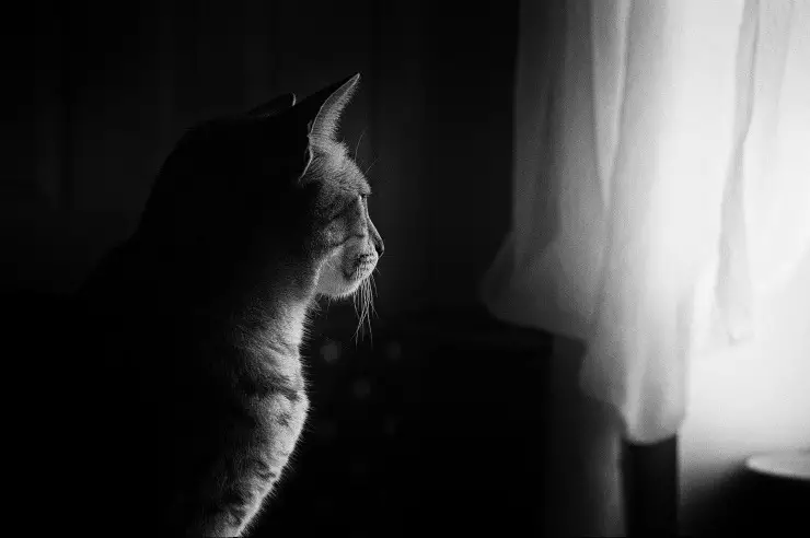 Gato solo detrás de la cortina