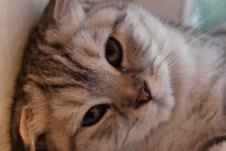 Mirada del gato