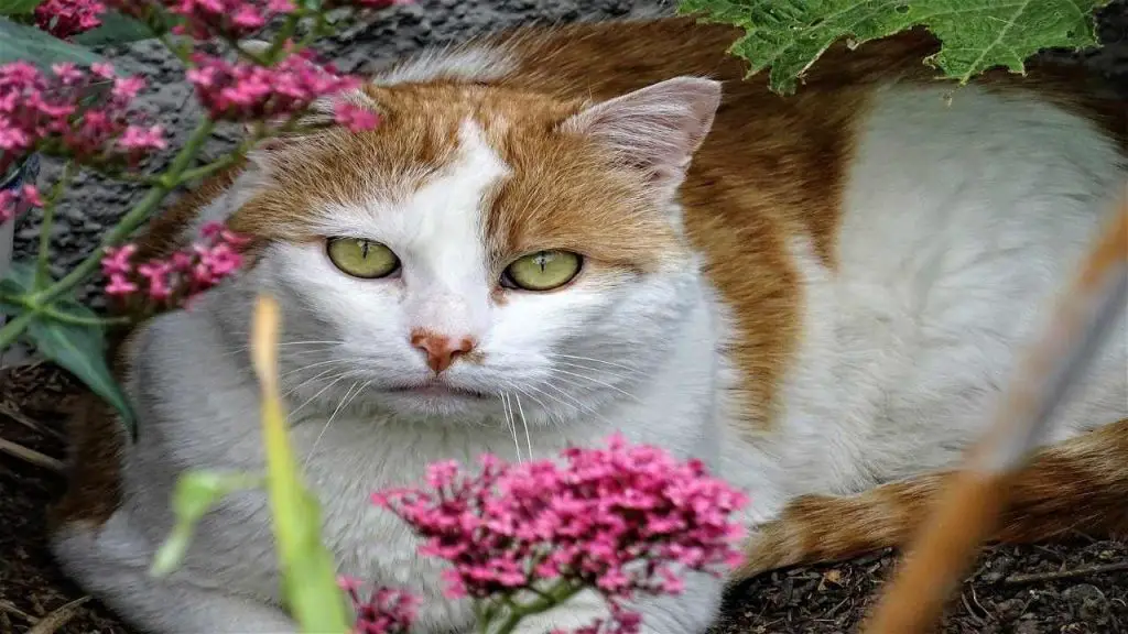 Coloboma del iris del gato: diagnóstico, causas y tratamiento de esta