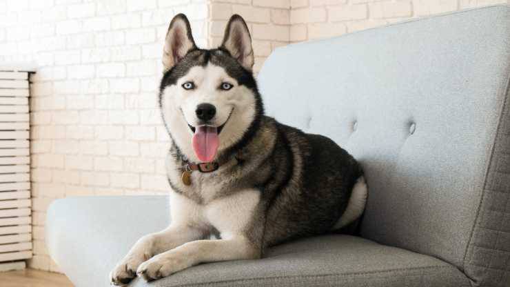 curiosidades sobre el husky siberiano