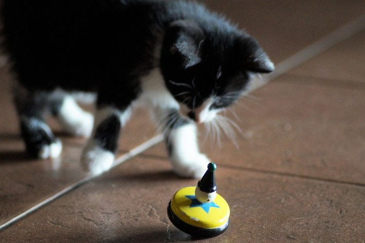 Kitty juega con juguete de colores