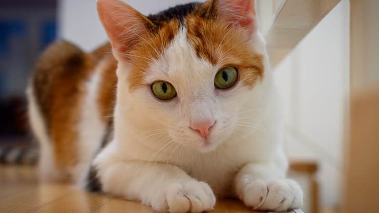 cómo enseñarle al gato a acostarse