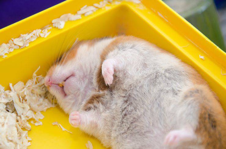 hámster duerme