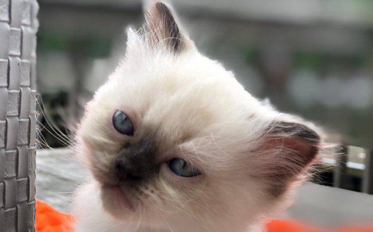 gato del Himalaya