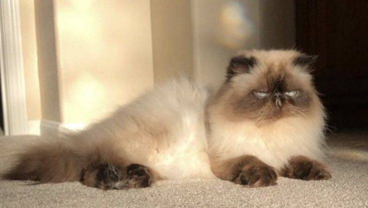 Gato del Himalaya