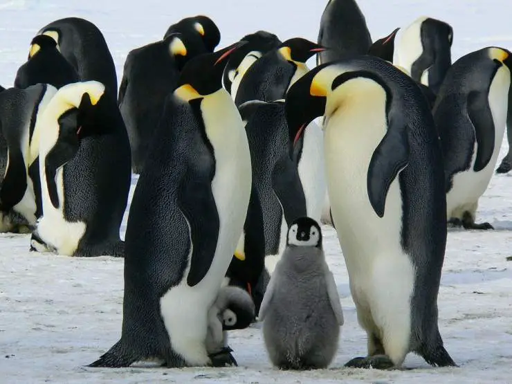 Pingüinos