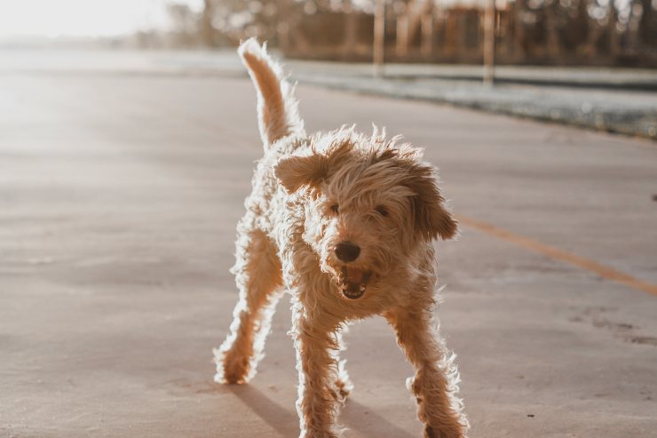 El perro y la enfermedad del comportamiento